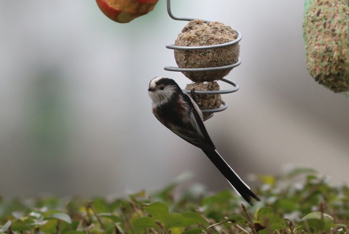 Ополовник - ML650770636