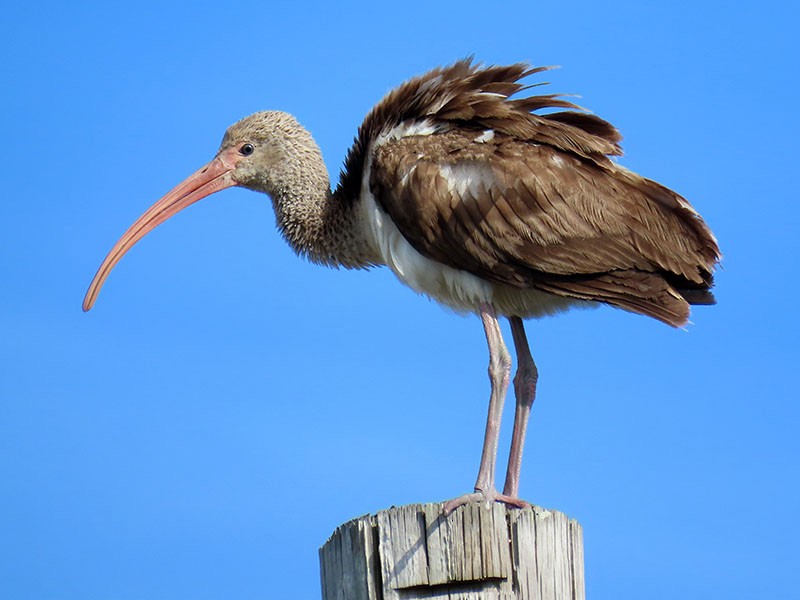 Белый ибис - ML650770637