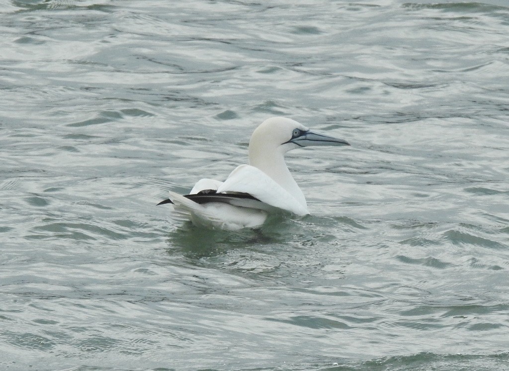 Северная олуша - ML650770638