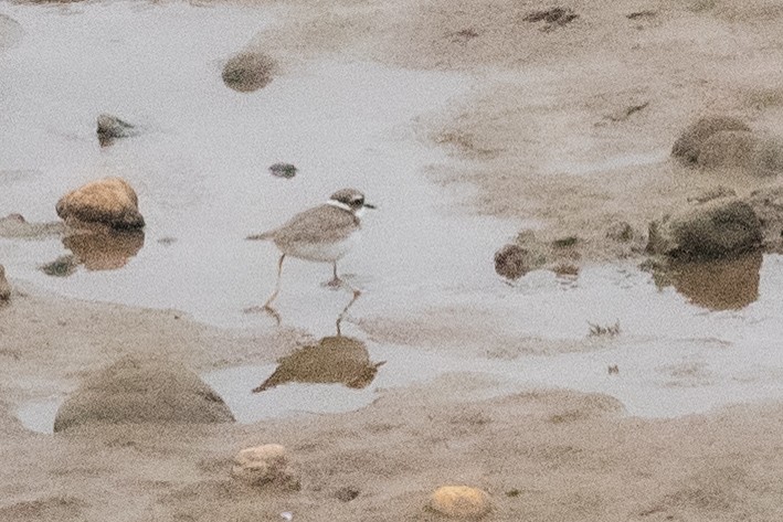 Уссурийский зуёк - ML650770639