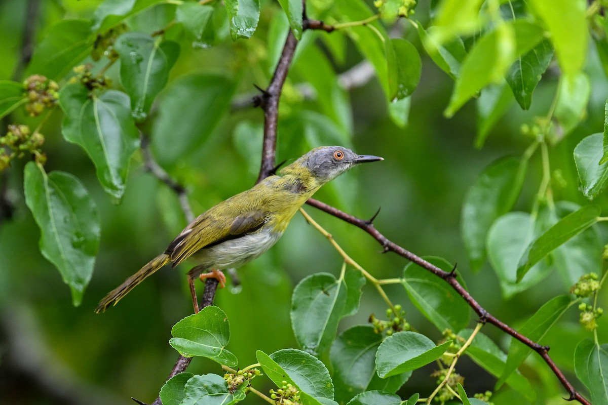 Желтогрудый апалис [группа flavida] - ML650770640