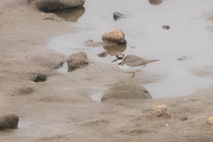 Уссурийский зуёк - ML650770641