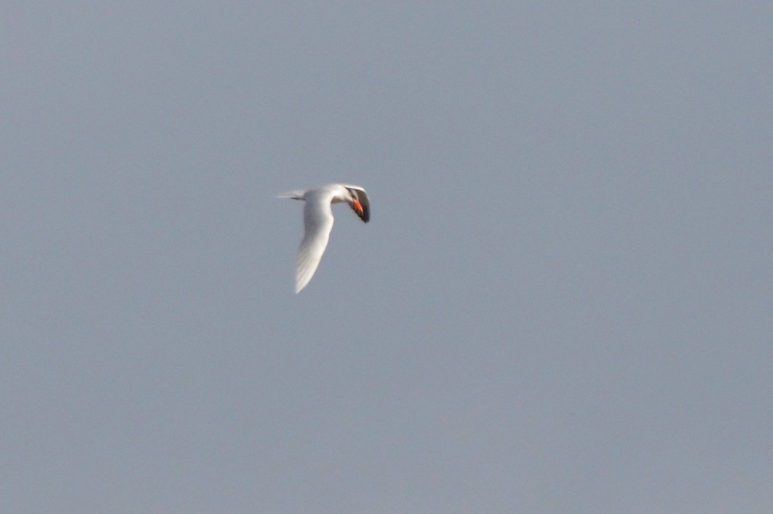 Чеграва - ML650770642