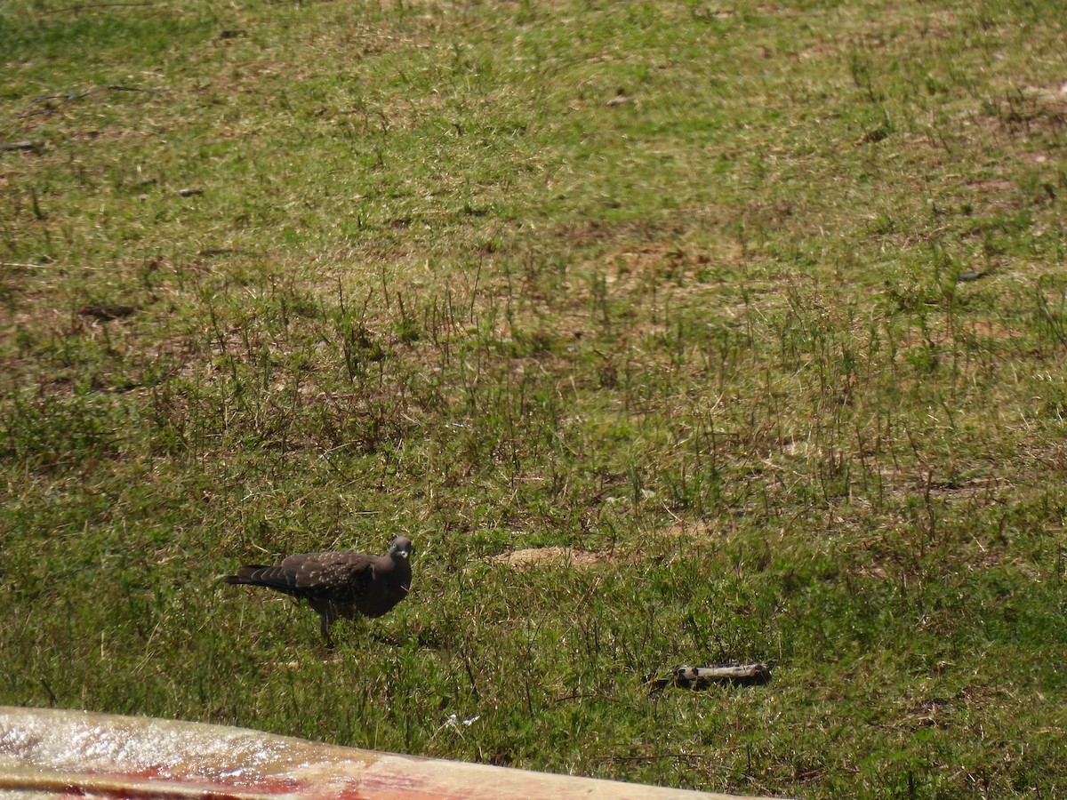 Пятнистый голубь - ML650770643