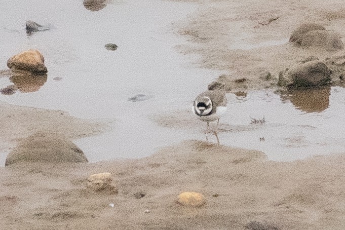 Уссурийский зуёк - ML650770645