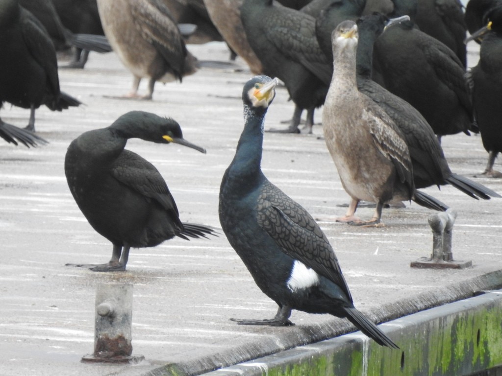 Большой баклан (carbo) - ML650770646