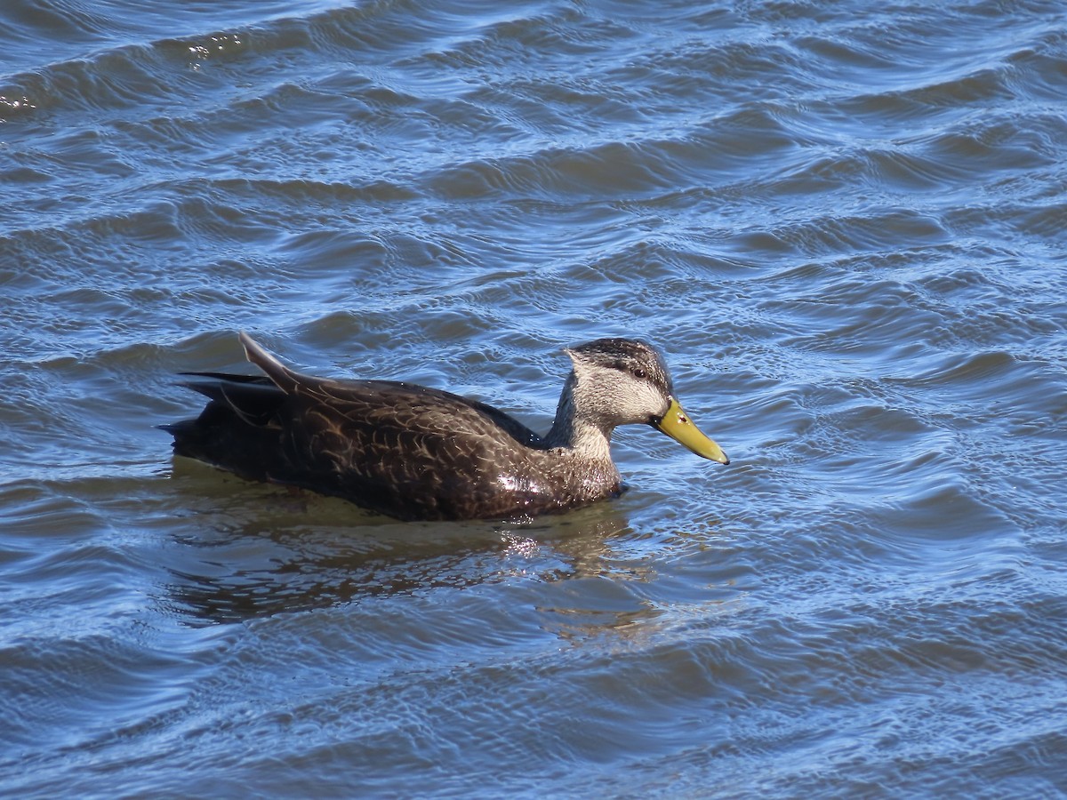 Американская кряква - ML650770648