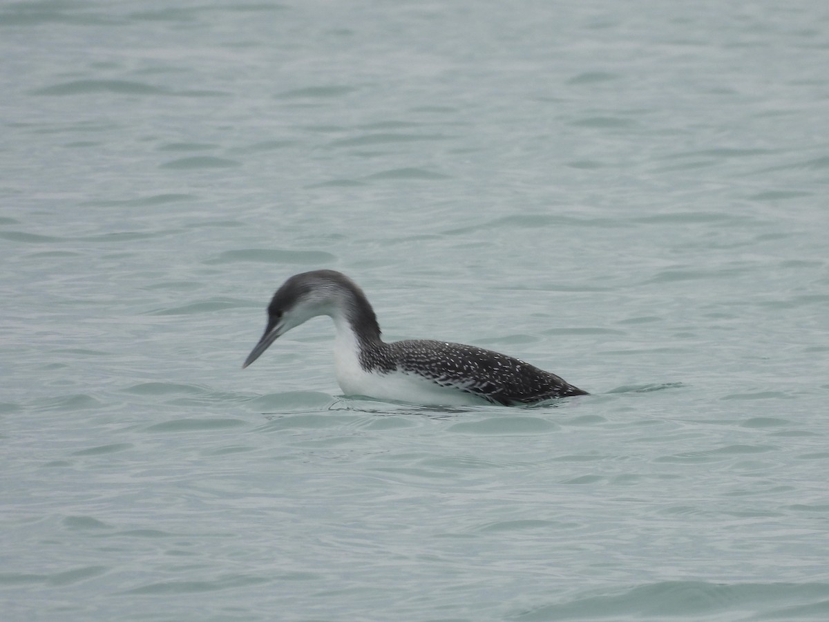 Краснозобая гагара - ML650770651