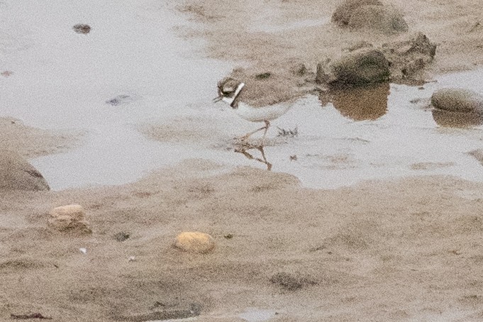 Уссурийский зуёк - ML650770652