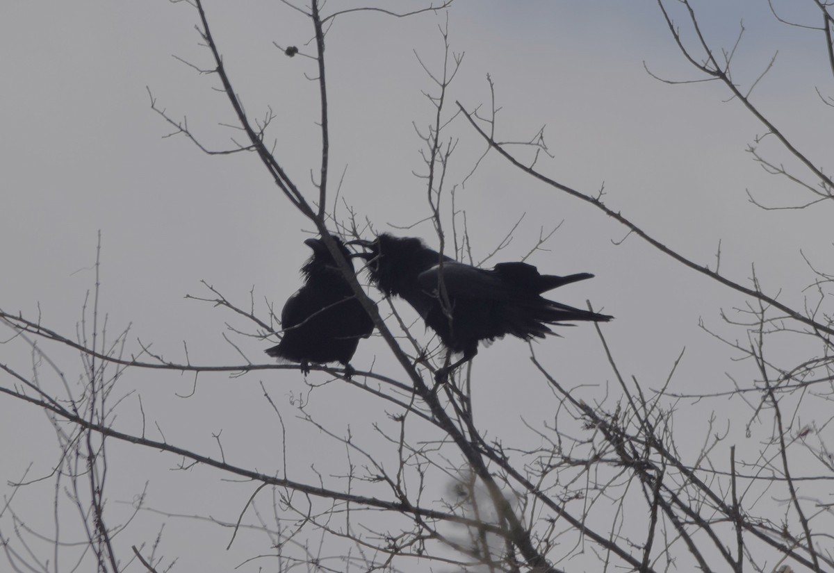 Ворон - ML650770653