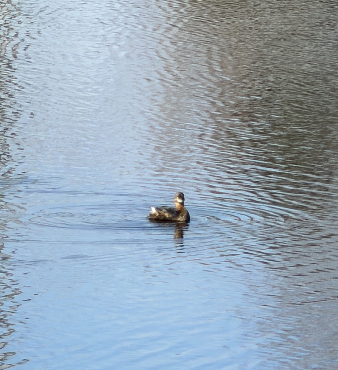 Пестроклювая поганка - ML650770655