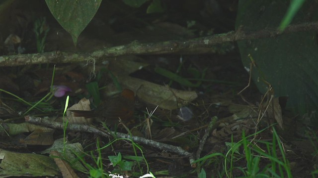 Azara's Spinetail - ML650770657