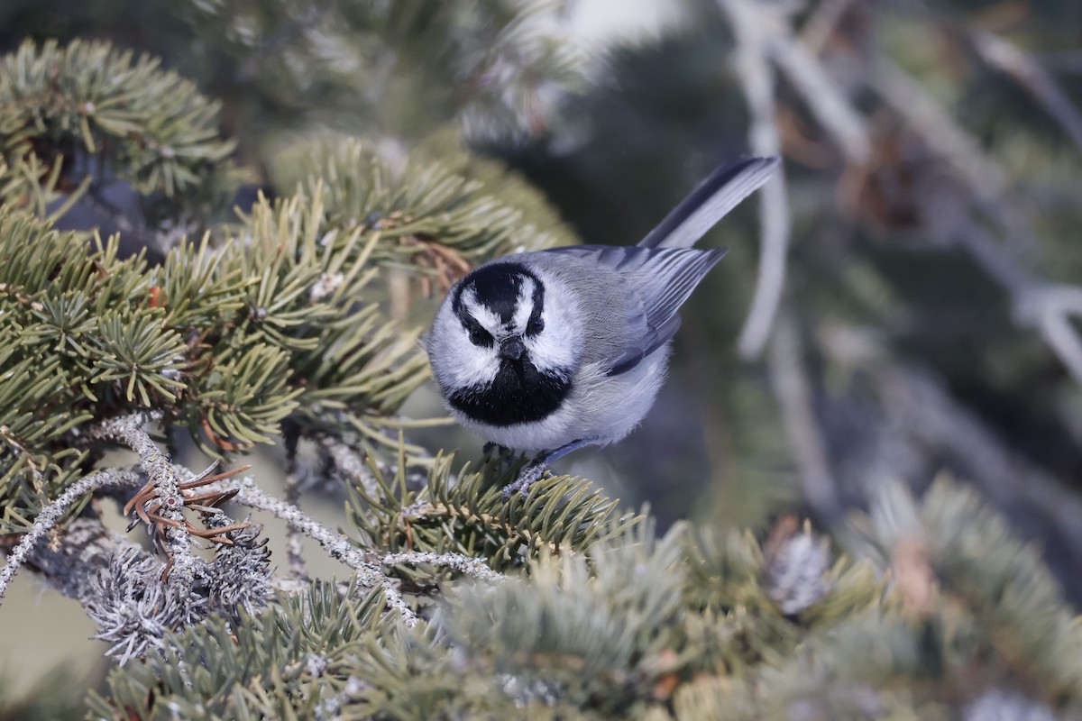 Mountain Chickadee - ML650770743