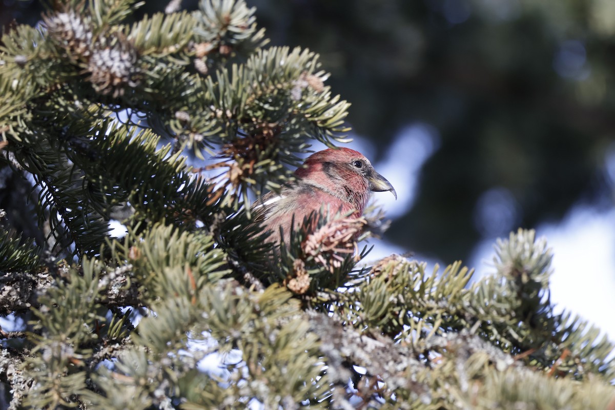 Mokoker hegalzuria - ML650770748