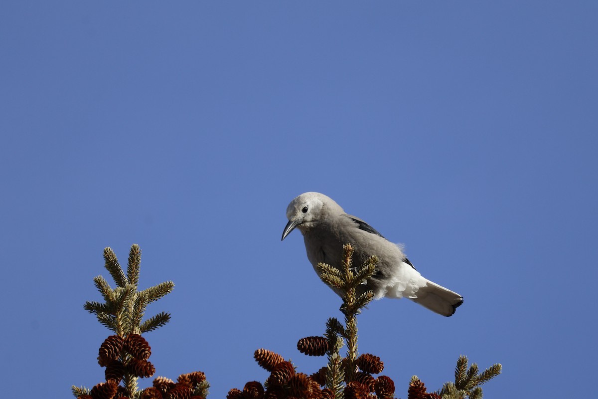 Clark's Nutcracker - ML650770763