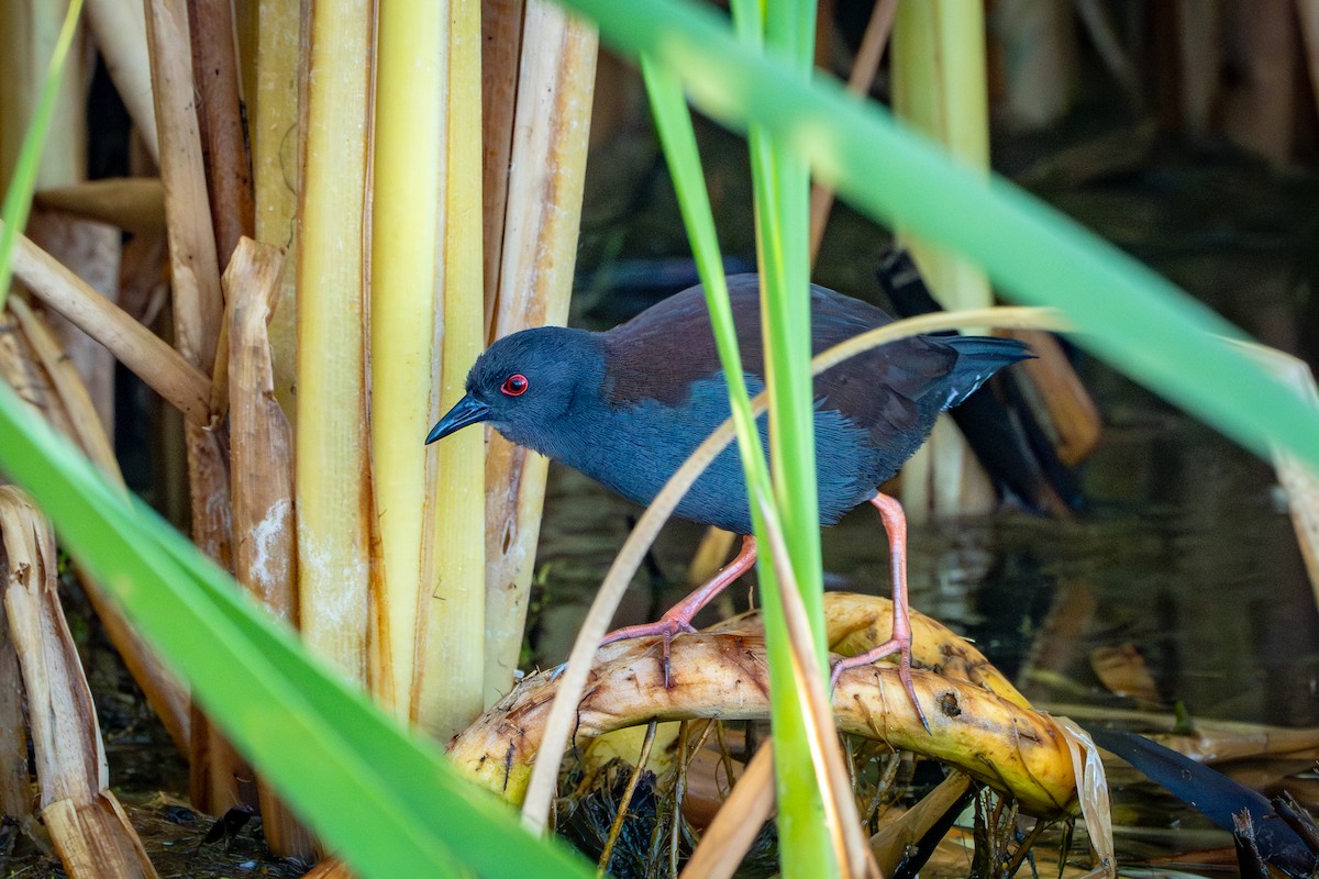 Spotless Crake - ML650771306