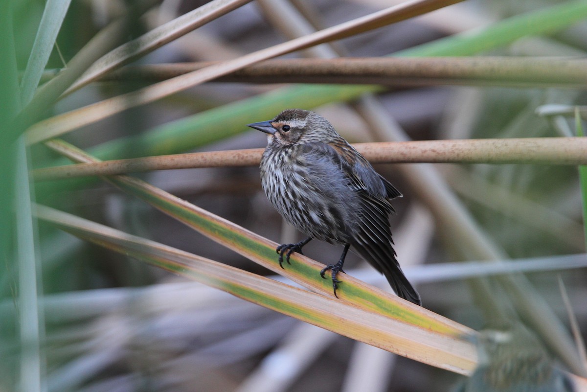 Red-winged Blackbird - ML65077131