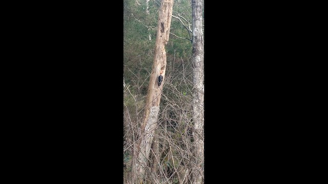 Pileated Woodpecker - ML650771351