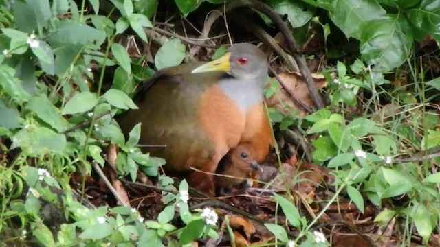 Gray-cowled Wood-Rail - ML650771541