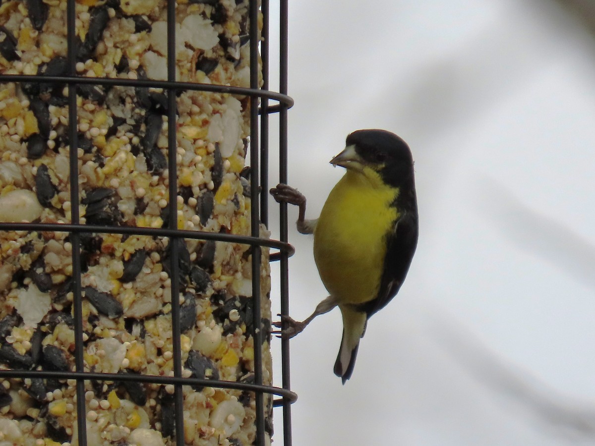 Lesser Goldfinch - ML650771604