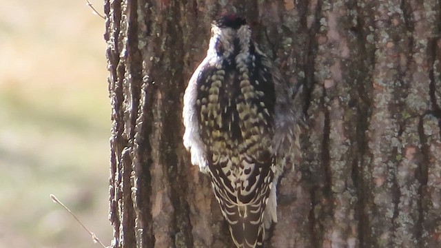 Yellow-bellied Sapsucker - ML650771610