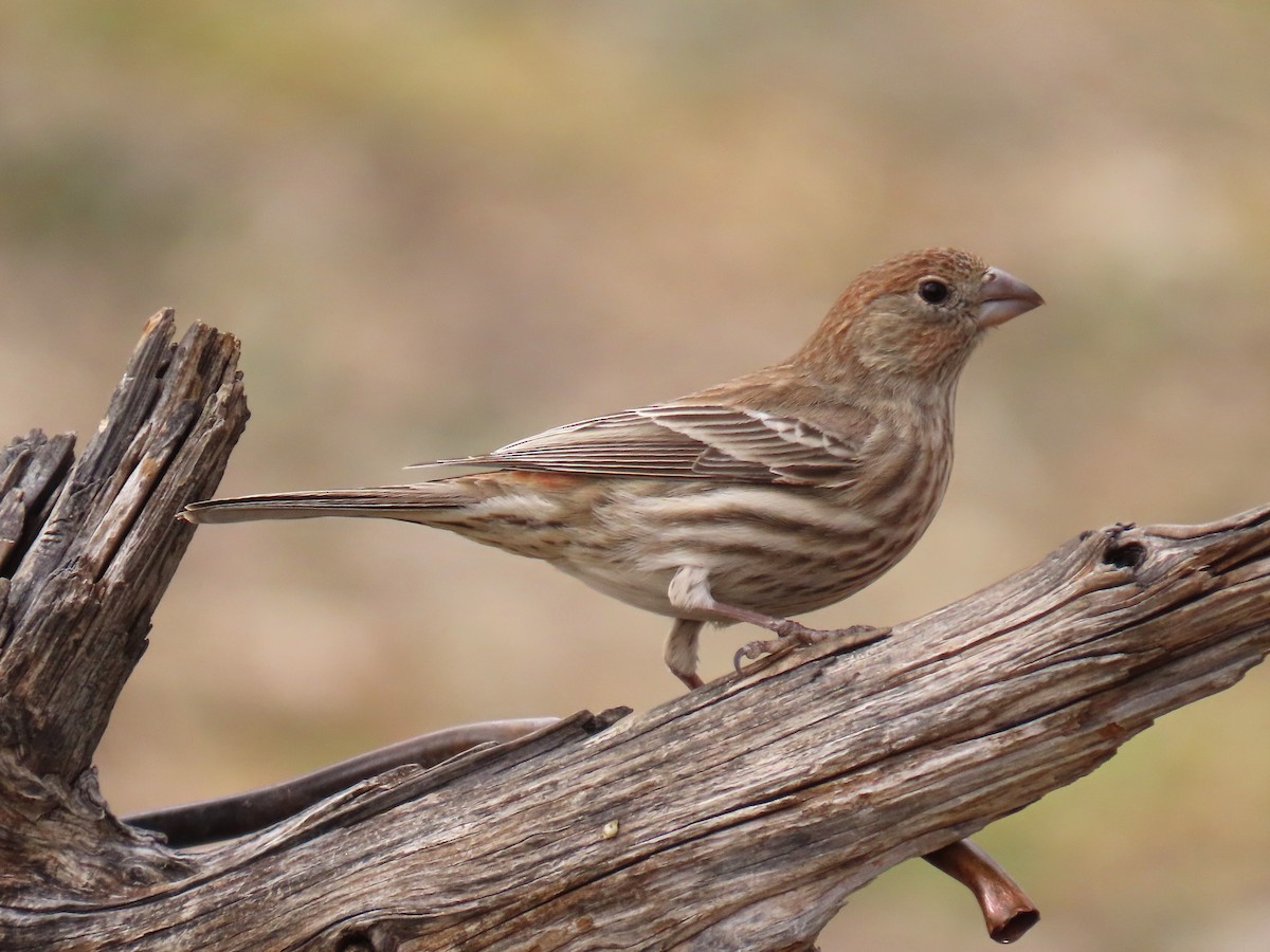 House Finch - ML650771784