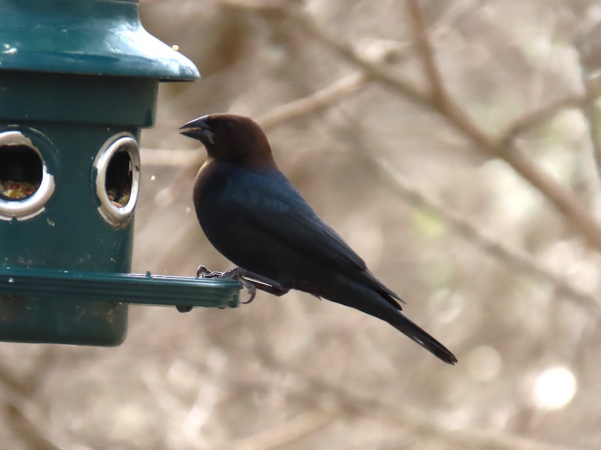 Brown-headed Cowbird - ML650771827