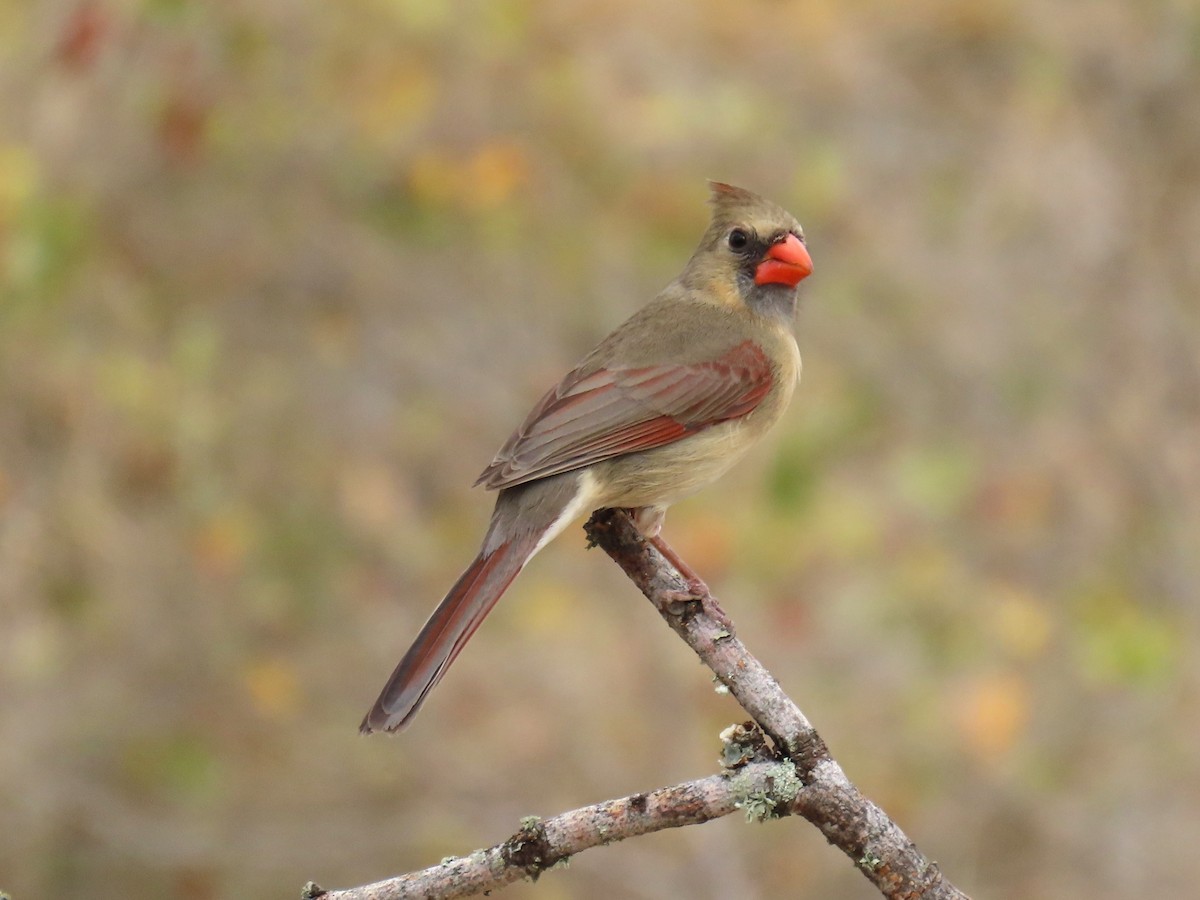 Northern Cardinal - ML650771855