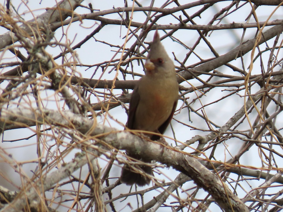 Pyrrhuloxia - ML650771879