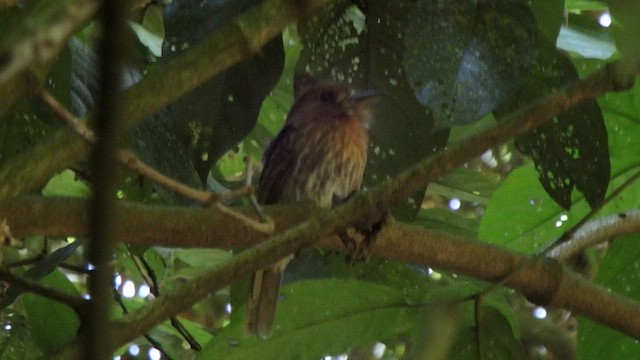 Moustached Puffbird - ML650771904