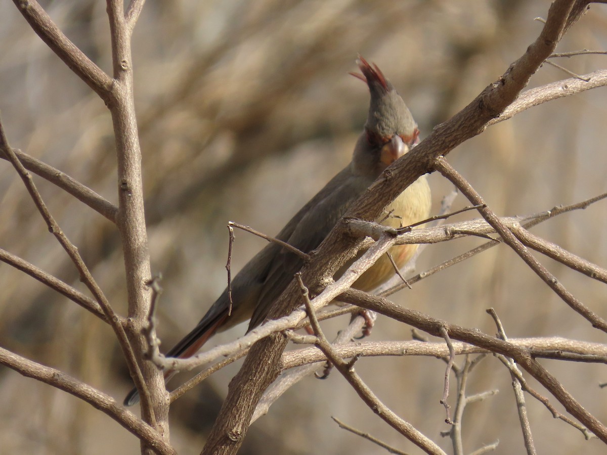 Pyrrhuloxia - ML650771911