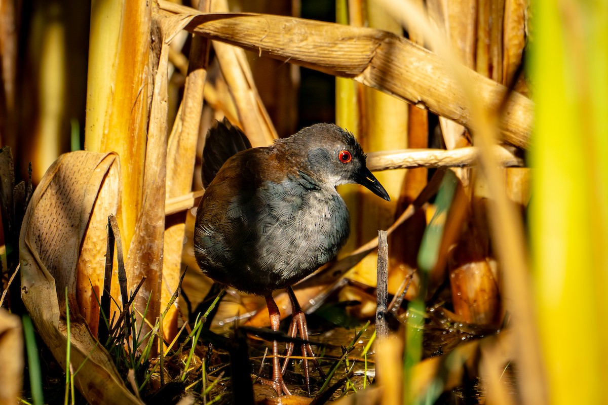 Spotless Crake - ML650771980