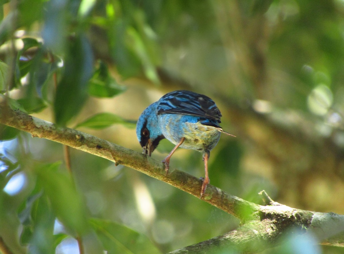 ヒワミツドリ - ML650772007