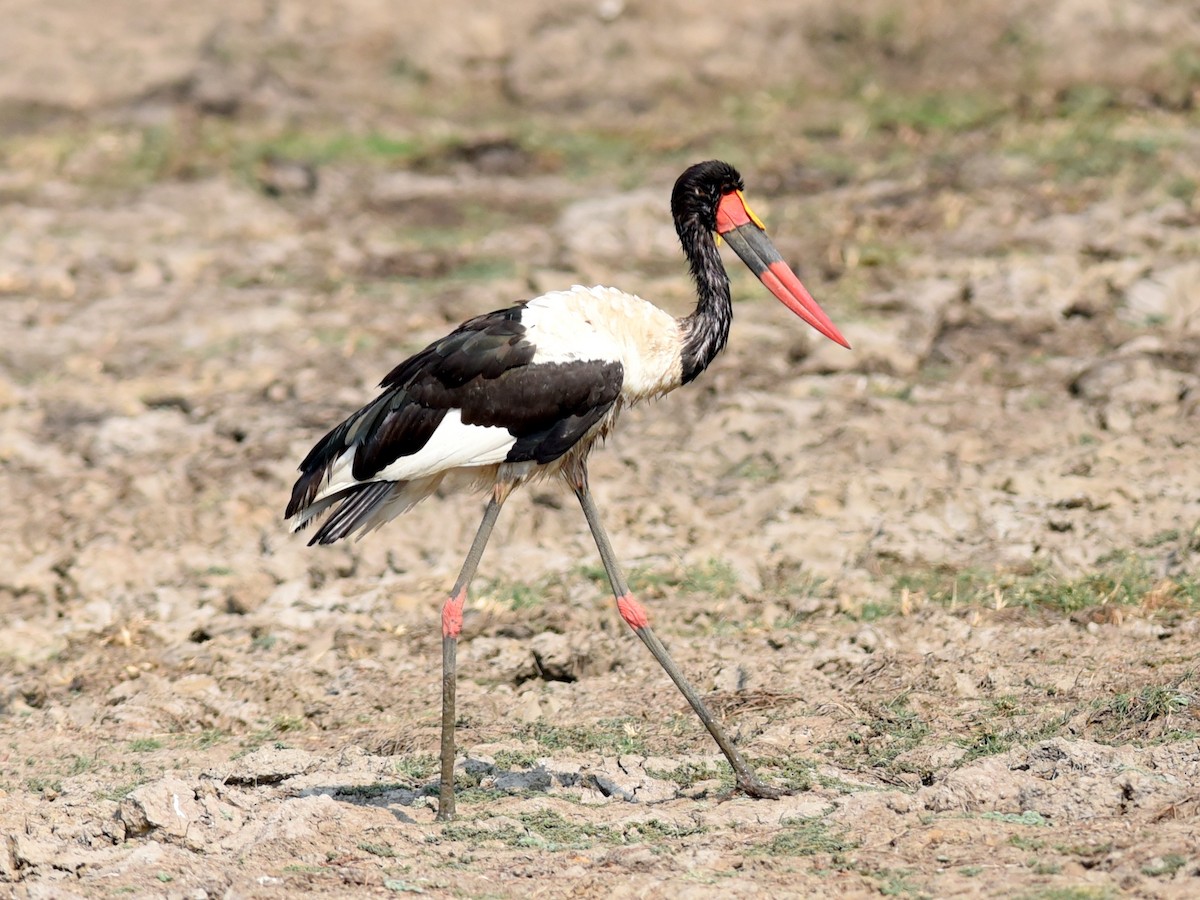 Saddle-billed Stork - ML650772040