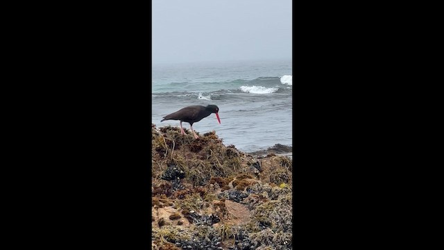 Black Oystercatcher - ML650772063