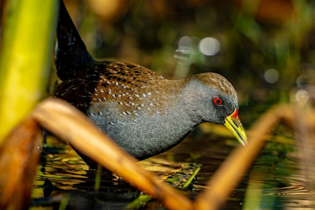 Australian Crake - ML650772093