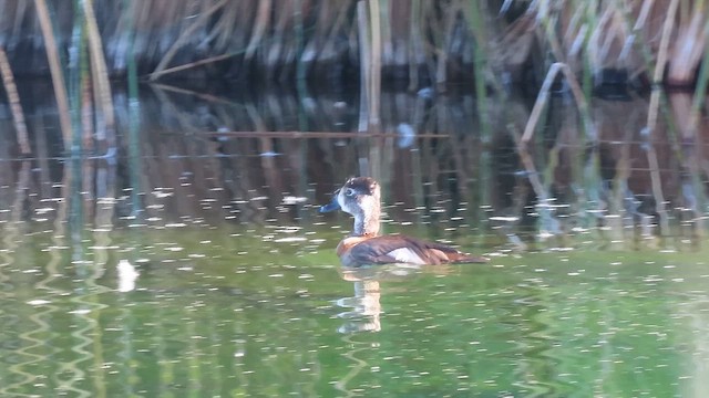 Moretta dal collare - ML650772123