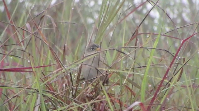 Wedge-tailed Grass-Finch - ML650772132