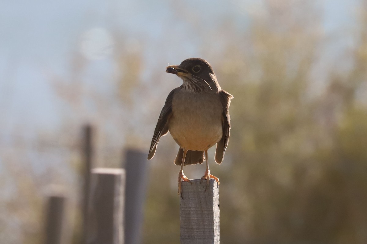 Merle austral - ML650772255