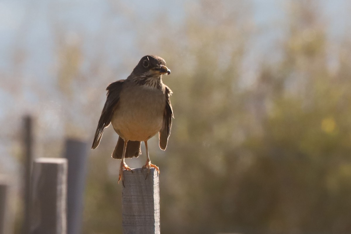 Merle austral - ML650772256