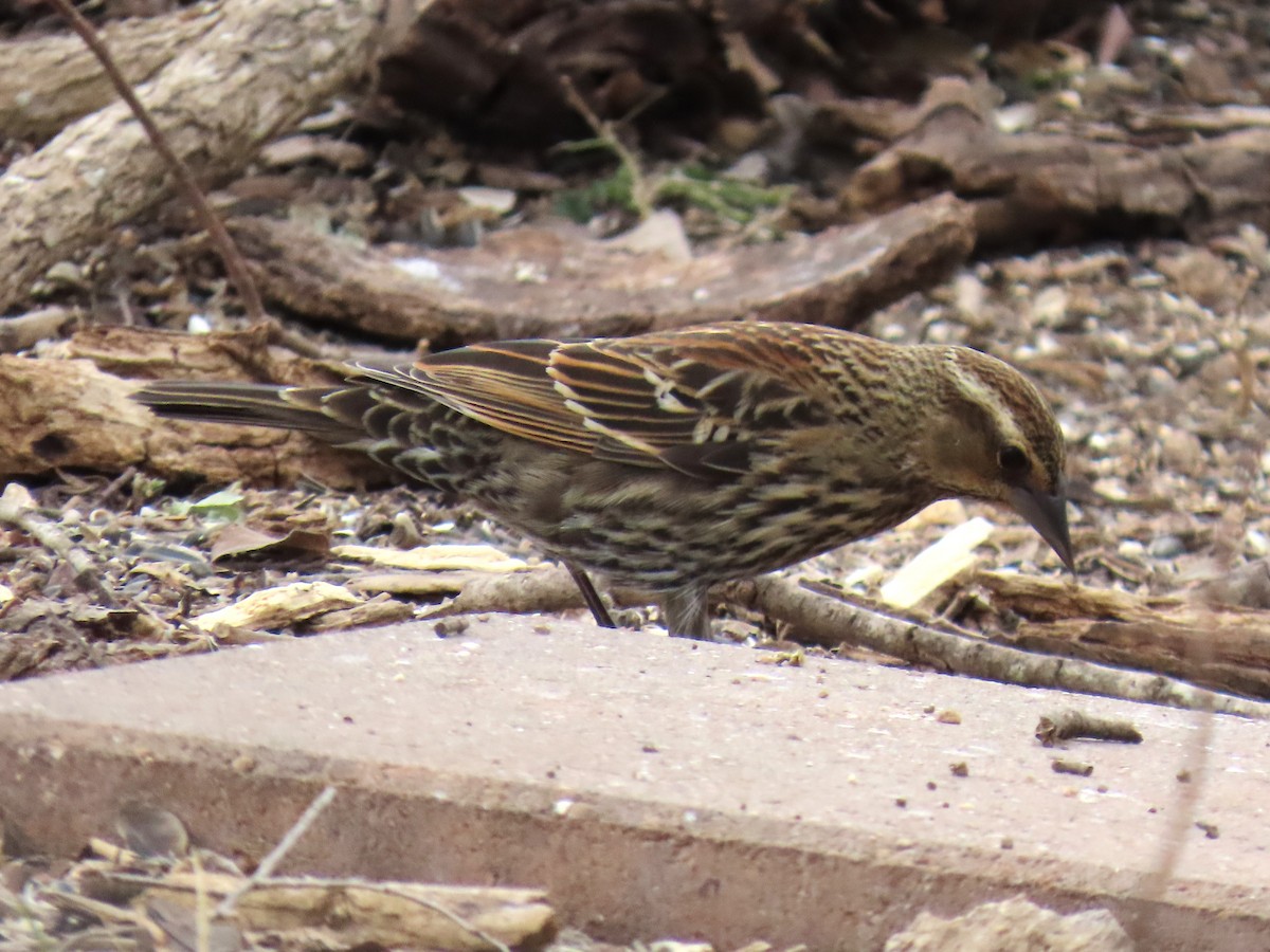 Red-winged Blackbird - ML650772298