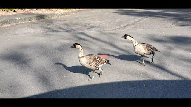 Hawaiian Goose - ML650772382