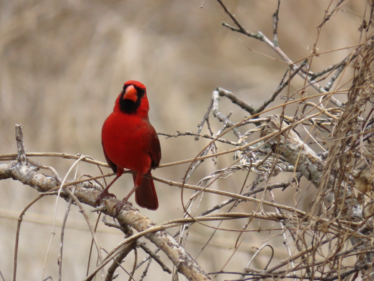 Northern Cardinal - ML650772500