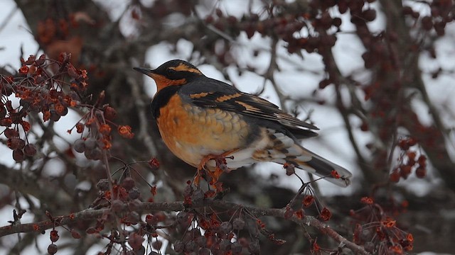 Varied Thrush - ML650772555