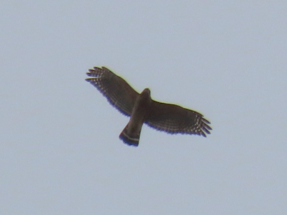 Red-shouldered Hawk - ML650772620