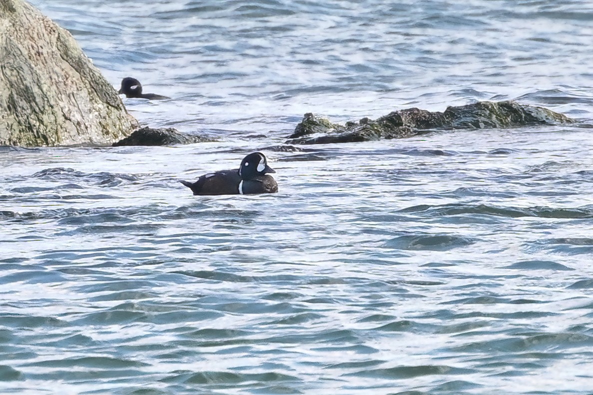 Каменушка - ML650772648