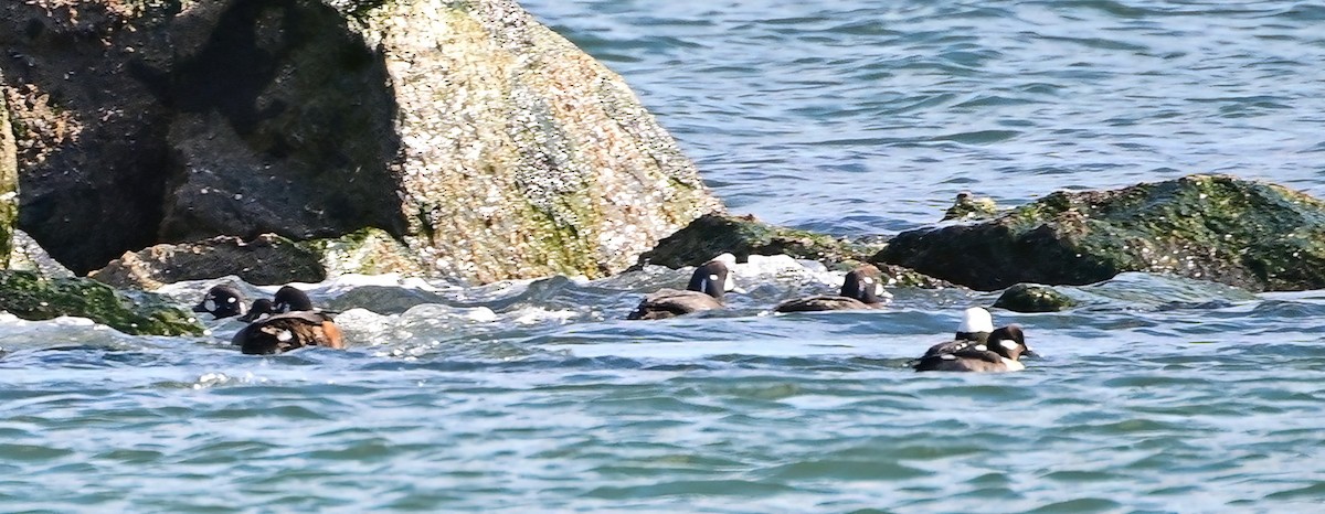 Каменушка - ML650772650