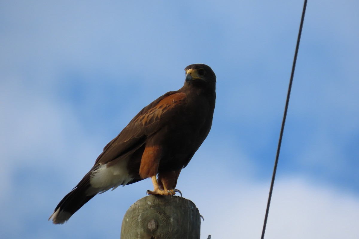 モモアカノスリ - ML650772664