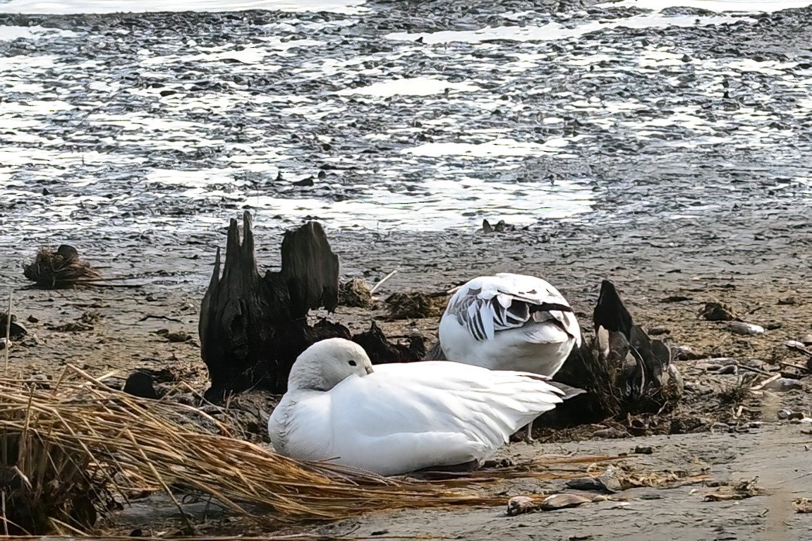 Белый гусь - ML650772697