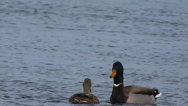 Germano reale - ML650772707